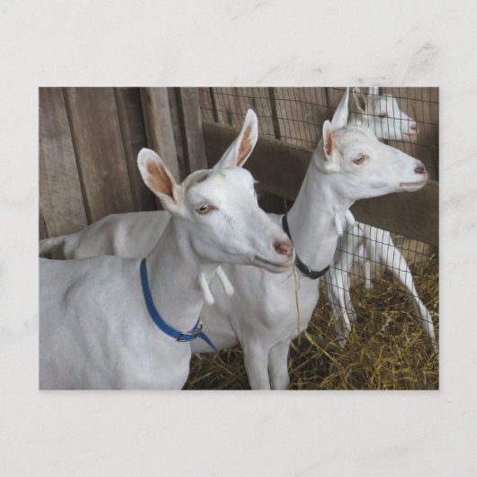 Goat Trio Briefkaart (Voorkant)