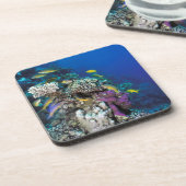 Goatfish Swarm Around Small Coral Bier Onderzetter (Linkerzijde)