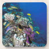 Goatfish Swarm Around Small Coral Bier Onderzetter (Voorkant)