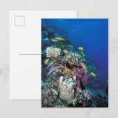 Goatfish Swarm Around Small Coral Briefkaart (Voorkant / Achterkant)