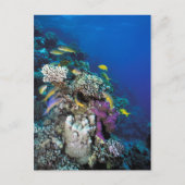 Goatfish Swarm Around Small Coral Briefkaart (Voorkant)