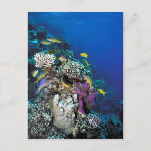 Goatfish Swarm Around Small Coral Briefkaart