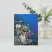 Goatfish Swarm Around Small Coral Briefkaart (Staand voorkant)