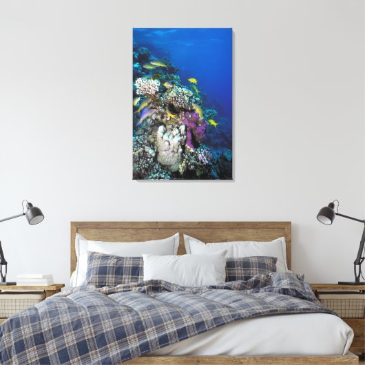Goatfish Swarm Around Small Coral Canvas Afdruk (Insitu (Slaapkamer))
