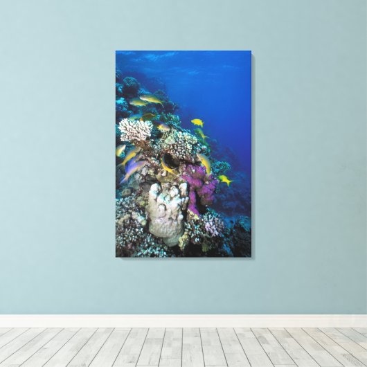 Goatfish Swarm Around Small Coral Canvas Afdruk (Insitu (Houten vloer))