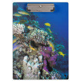 Goatfish Swarm Around Small Coral Klembord (Voorkant)