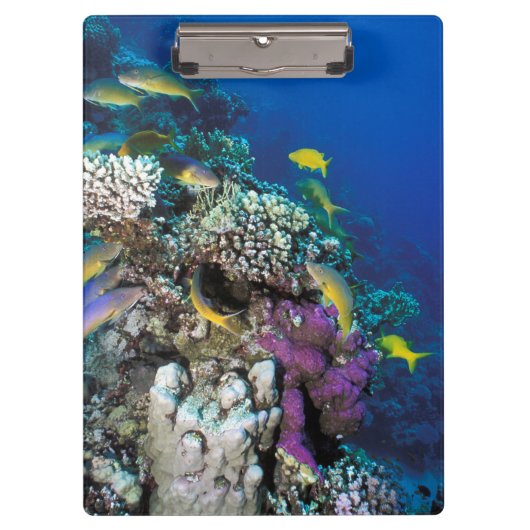 Goatfish Swarm Around Small Coral Klembord (Voorkant)