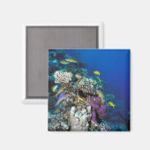 Goatfish Swarm Around Small Coral Magneet (Voorkant / Achterkant)
