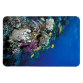 Goatfish Swarm Around Small Coral Magneet (Horizontaal)