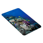 Goatfish Swarm Around Small Coral Magneet (Rechterzijde)