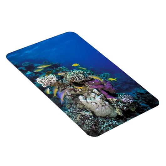 Goatfish Swarm Around Small Coral Magneet (Rechterzijde)