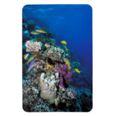 Goatfish Swarm Around Small Coral Magneet (Verticaal)