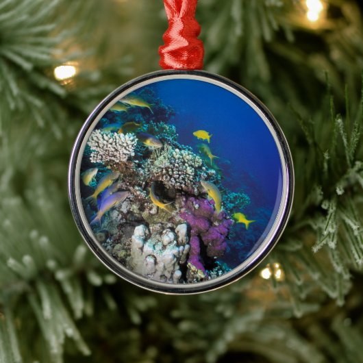 Goatfish Swarm Around Small Coral Metalen Ornament (Boom)