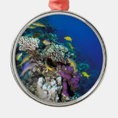 Goatfish Swarm Around Small Coral Metalen Ornament (Voorkant)
