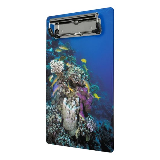 Goatfish Swarm Around Small Coral Mini Klembord (Angled2)