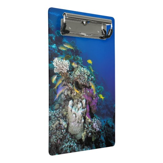 Goatfish Swarm Around Small Coral Mini Klembord (Schuin)