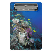 Goatfish Swarm Around Small Coral Mini Klembord (Voorkant)