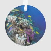 Goatfish Swarm Around Small Coral Ornament (achterkant)