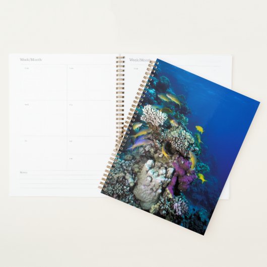 Goatfish Swarm Around Small Coral Planner (Display)