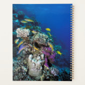 Goatfish Swarm Around Small Coral Planner (Achterkant)