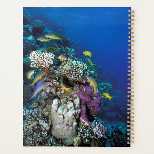 Goatfish Swarm Around Small Coral Planner (Achterkant)