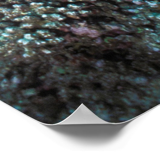 Goatfish Swarm Around Small Coral Poster (Hoek)