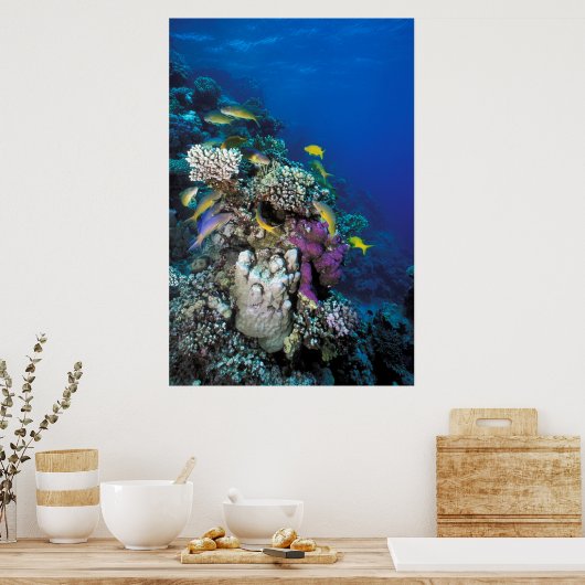 Goatfish Swarm Around Small Coral Poster (Keuken)