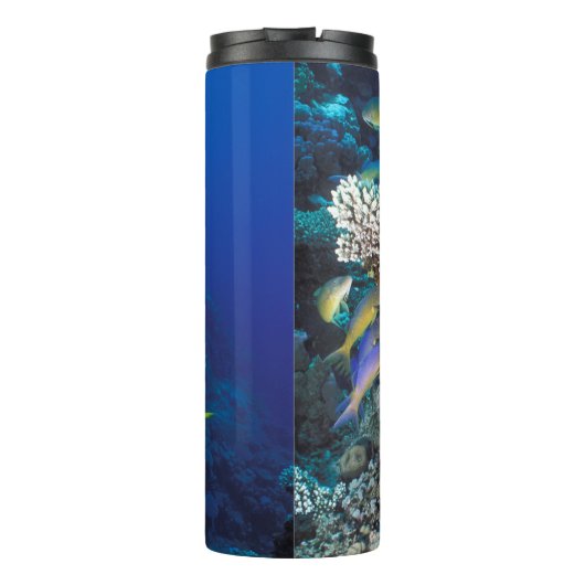 Goatfish Swarm Around Small Coral Thermosbeker (Achterkant)