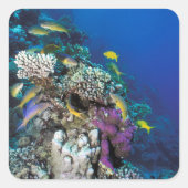 Goatfish Swarm Around Small Coral Vierkante Sticker (Voorkant)