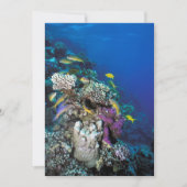 Goatfish zwerm rond klein koraal kaart (Voorkant)