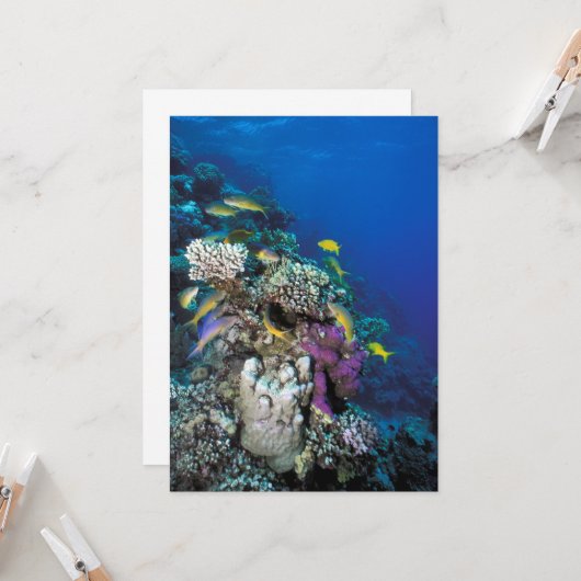 Goatfish zwerm rond klein koraal kaart (Voorkant / Achterkant in situ)