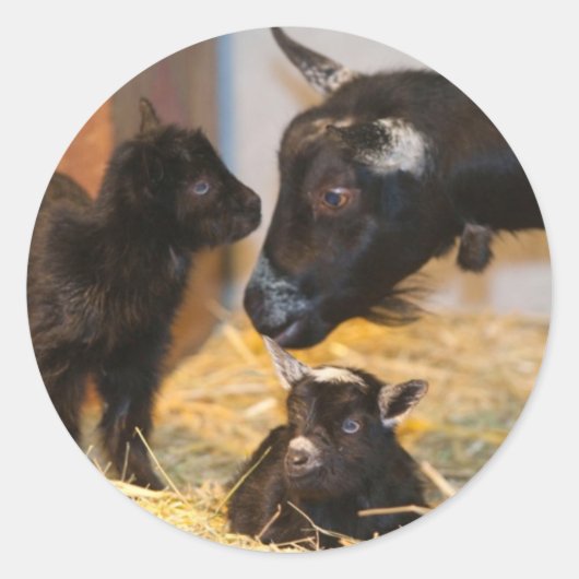 Goaties Ronde Sticker (Voorkant)