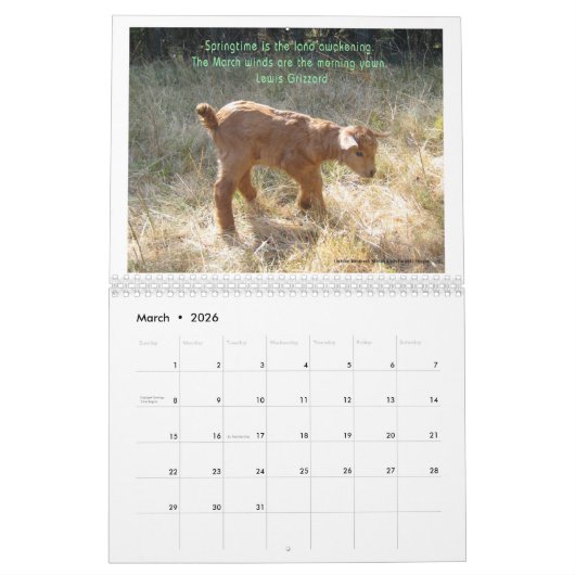 Goats Calendar Beauful Goats Angel Kalender (Mar 2026)