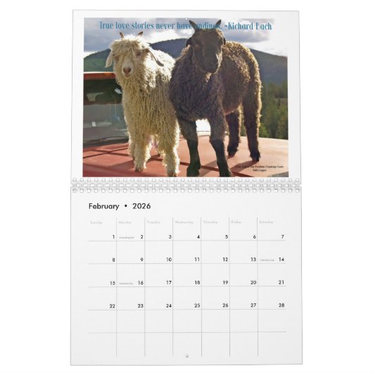Goats Calendar Beauful Goats Angel Kalender (Feb 2026)