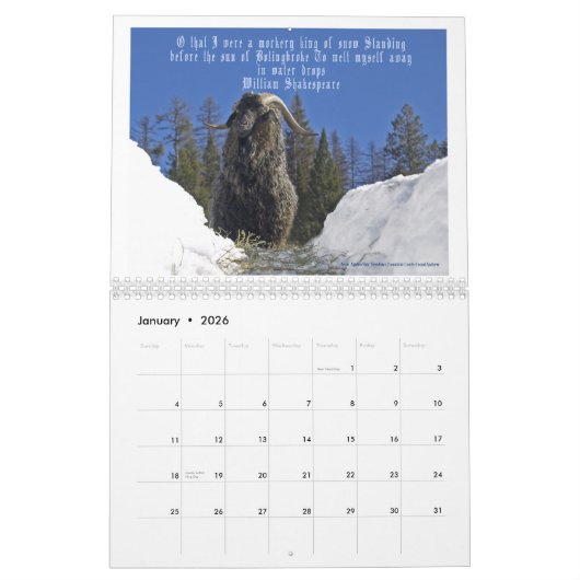 Goats Calendar Beauful Goats Angel Kalender (Jan 2026)