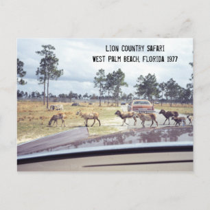 Goats Florida Safari Amusement Park 1977 Briefkaart