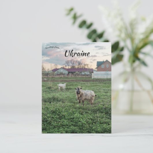 Goats in  Kropyvnyk Ukraine Briefkaart (Staand voorkant)