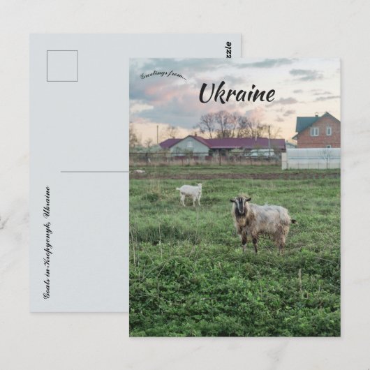 Goats in  Kropyvnyk Ukraine Briefkaart (Voorkant / Achterkant)