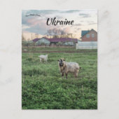 Goats in  Kropyvnyk Ukraine Briefkaart (Voorkant)