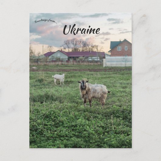 Goats in Kropyvnyk Ukraine Briefkaart (Voorkant)