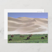 Gobi Desert | Wilde paarden Briefkaart (Voorkant / Achterkant)