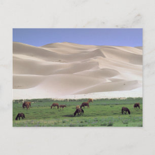 Gobi Desert   Wilde paarden Briefkaart