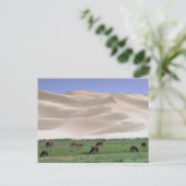 Gobi Desert | Wilde paarden Briefkaart (Staand voorkant)