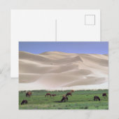 Gobiwoestijn | Wilde paarden Briefkaart (Voorkant / Achterkant)