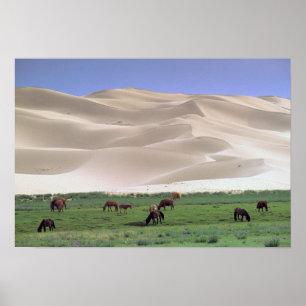Gobiwoestijn   Wilde paarden Poster