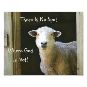 God is overal schaap foto afdruk