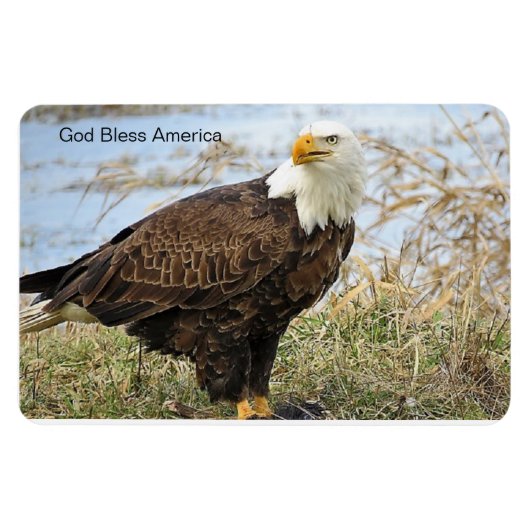 "God zegene Amerika" Bald Eagle op flex. 4 x 6 mag Magneet (Horizontaal)
