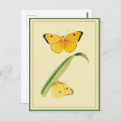 Godart's Colias Butterfly Briefkaart (Voorkant / Achterkant)