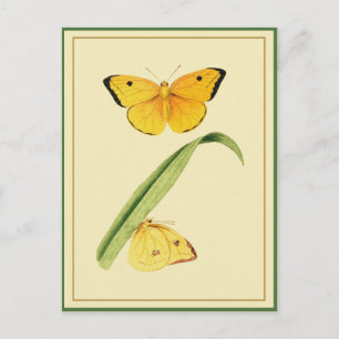 Godart's Colias Butterfly Briefkaart