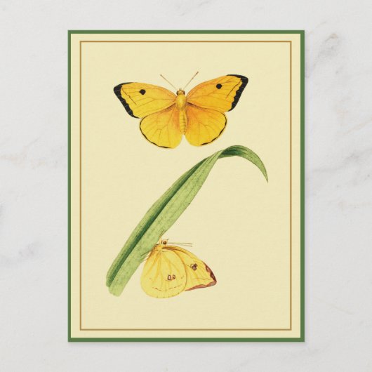 Godart's Colias Butterfly Briefkaart (Voorkant)